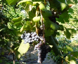 Sept 2013 Portugal Grapes Ready to Harvest